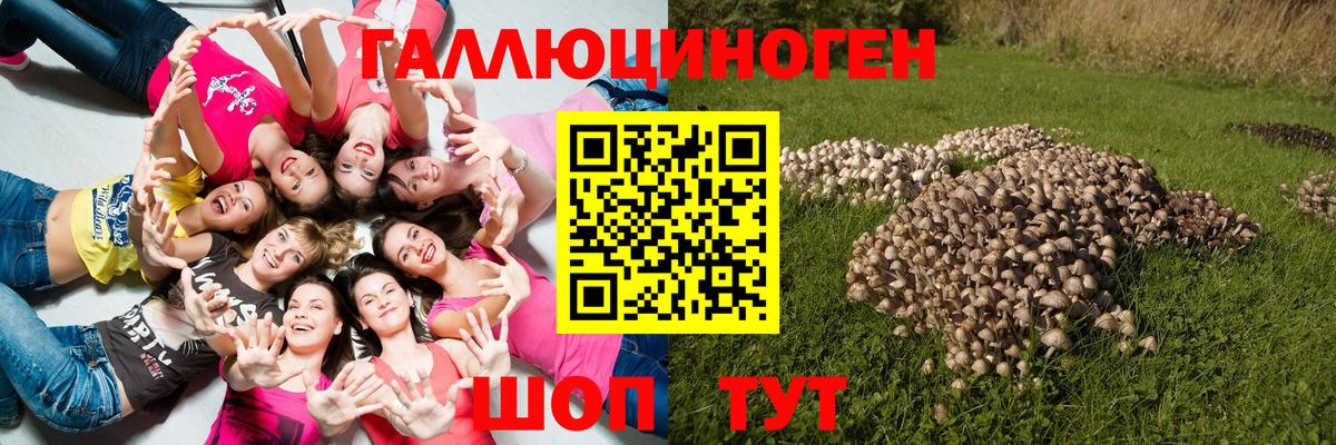Псилоцибиновые грибы Cubensis Волжск
